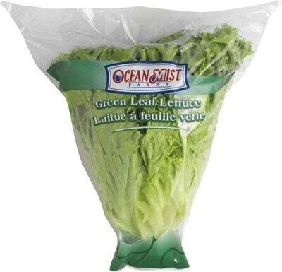 Green Leaf Lettuce