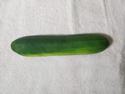 Large Cucumber